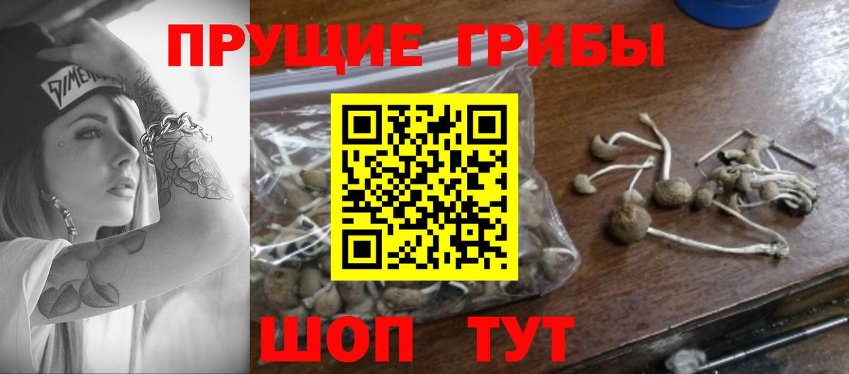Галлюциногенные грибы Psilocybe  Вход с VPN  Геленджик 